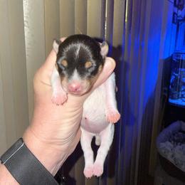 Ruby female 1 - White black and tan female Toy Fox Terrier puppy in Clermont, Florida from Debbie Hiles's Toy Fox Terriers