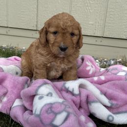 Bernedoodle Puppies from Katelyn Aubin
