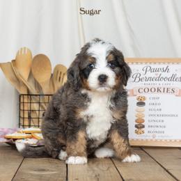 Sugar - Blue merle male Bernedoodle puppy in St Joe, Indiana from Pawsh Bernedoodles