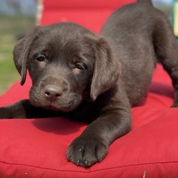 Labrador Retriever Puppies from Paws Farm Retrievers