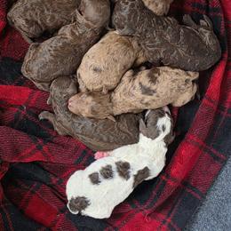 Lucy - Chocolate female Goldendoodle puppy in Hobbs, New Mexico from Penny Doodles