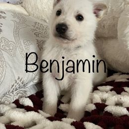 German Shepherd Puppies from Lone Cone Kennels