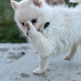 Pomsky Puppies from SeattlePomskies