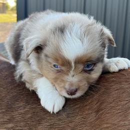 Ranger - Red merle male Miniature Australian Shepherd puppy in Godley, Texas from Nana and Paws Aussies