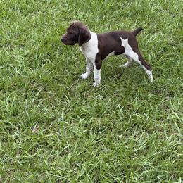 German Shorthaired Pointer Puppies from LeAnne McDaniel