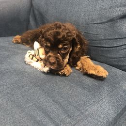 Green Collar - Brown and tan Cocker Spaniel puppy in Cleveland, Ohio from Buckeye Country Kennel