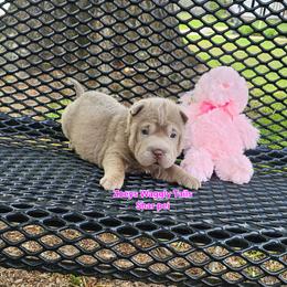 Penny - Lilac dilute female Chinese Shar-Pei puppy in Minden, Louisiana from Zoey's Waggly Tails