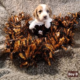Boy 2 - Lemon and white male Beagle puppy in Laton, California from McMillan Family Kennels