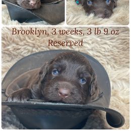 Journey - Red & white female Australian Shepherd puppy in Marshall, Virginia from Greywood Farm Aussies