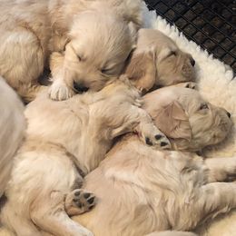 Golden Retriever Puppies from OPK GOLDENS
