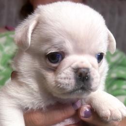 Kramer - Cream male Pug puppy in Morgantown, West Virginia from Groovy Pugs