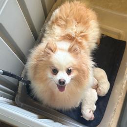 Suzy - Pomeranian