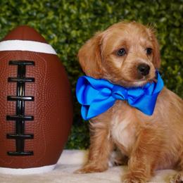 Purple Collar Boy - Sable male Yorkipoo puppy in Las Vegas, Nevada from Plush Toy Poodle Puppies & Pals