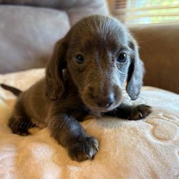 Romeo - Gray (blue) male Dachshund puppy in Jonesboro, Illinois from Twin Hills Dachshunds
