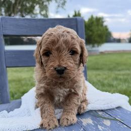 Ozzy - Apricot male Goldendoodle puppy in Huntington, Utah from Krispydoodle