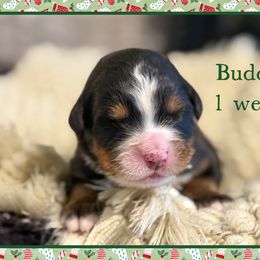 Buddy - Black and rust male Bernese Mountain Dog puppy in Purcell, Oklahoma from Swiss Berner Bears