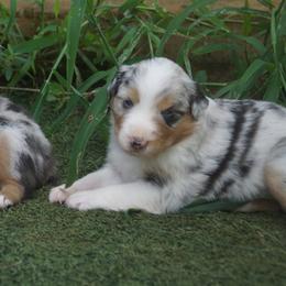 Australian Shepherd Puppies from Walnut Ridge Farms Aussies