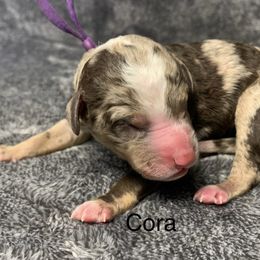 Cora - Chocolate merle female Bernedoodle puppy in New Ringgold, Pennsylvania from Hawk Mountain Doodles