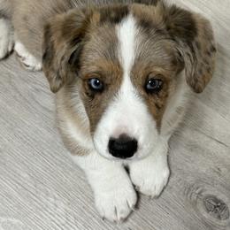 Cardigan Welsh Corgi Puppies from Squires Corgi Cottage