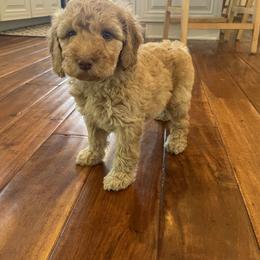Goldendoodle Puppies from Aimee Schamback