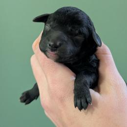 Izumi - Blue female Poodle puppy in Salem Township, Maine from Moirae Poodles