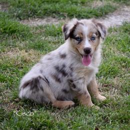 Cisco - Red merle male Miniature Australian Shepherd puppy in Evant, Texas from Lazy VT Bar Ranch