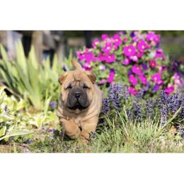 Chinese Shar-Pei Puppies from Camp Wrinkles Chinese Shar-Pei