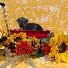 Pixie - Black and tan female American Hairless Terrier puppy in Westland, Michigan from Lazuli Great Danes & Bare Necessities American Hairless Terriers