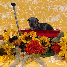 Pixie - Black and tan female American Hairless Terrier puppy in Westland, Michigan from Lazuli Great Danes & Bare Necessities American Hairless Terriers