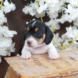 TYLIE - Reserved - Black and tan female Dachshund puppy in Graceville, Florida from Misty's 101 Doxies