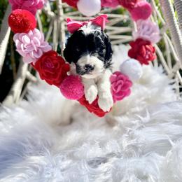 Aussiedoodle and Goldendoodle Puppies from Cuddly Doodles
