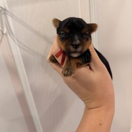 Koda - Black and tan male Yorkshire Terrier puppy in Georgia from Nalley Kennels