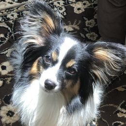 Josie - Papillon