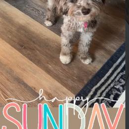 Navy - Goldendoodle