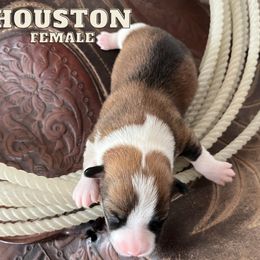 "April 2022 Litter" Pembroke Welsh Corgi Puppies from Rocking Ridge Ranch