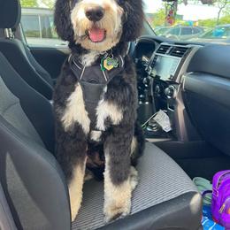 Bernedoodle Puppies from Sweet Pea Bernedoodles