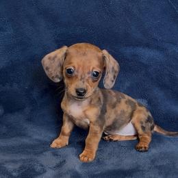Peanut - Dapple female Dachshund puppy in Escalon, California from Dashing Dachshunds RF