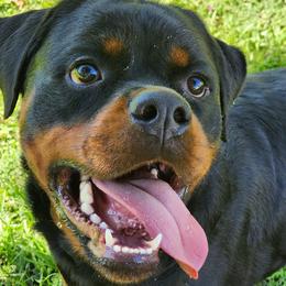 Rottweiler puppies from Michelle's Rottweilers