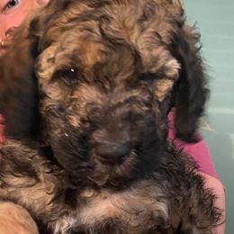 Goldendoodles from Budge Family Goldendoodles