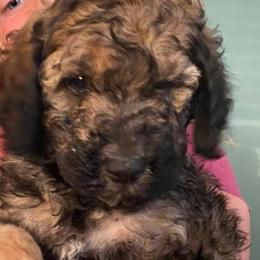Goldendoodles from Budge Family Goldendoodles