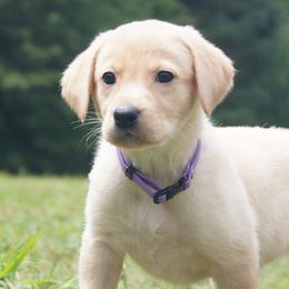 Miss Purple Collar - Yellow female Labrador Retriever puppy in Johnston, South Carolina from Dry Pond Retrievers, LLC