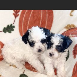 Yorkipoo Puppies from Kdash_yorkies