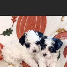 Yorkipoo Puppies from Kdash_yorkies