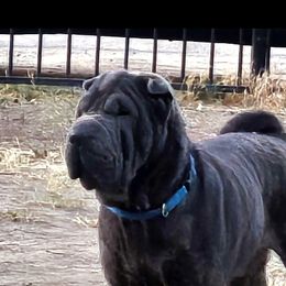Ice - Chinese Shar-Pei