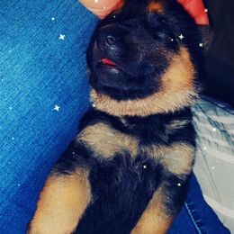German Shepherd Puppies from JCR Kennels