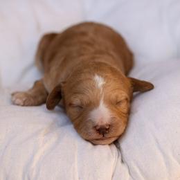 Pink collar - Apricot female Poodle puppy in Edmond, Oklahoma from The Redbud Roost