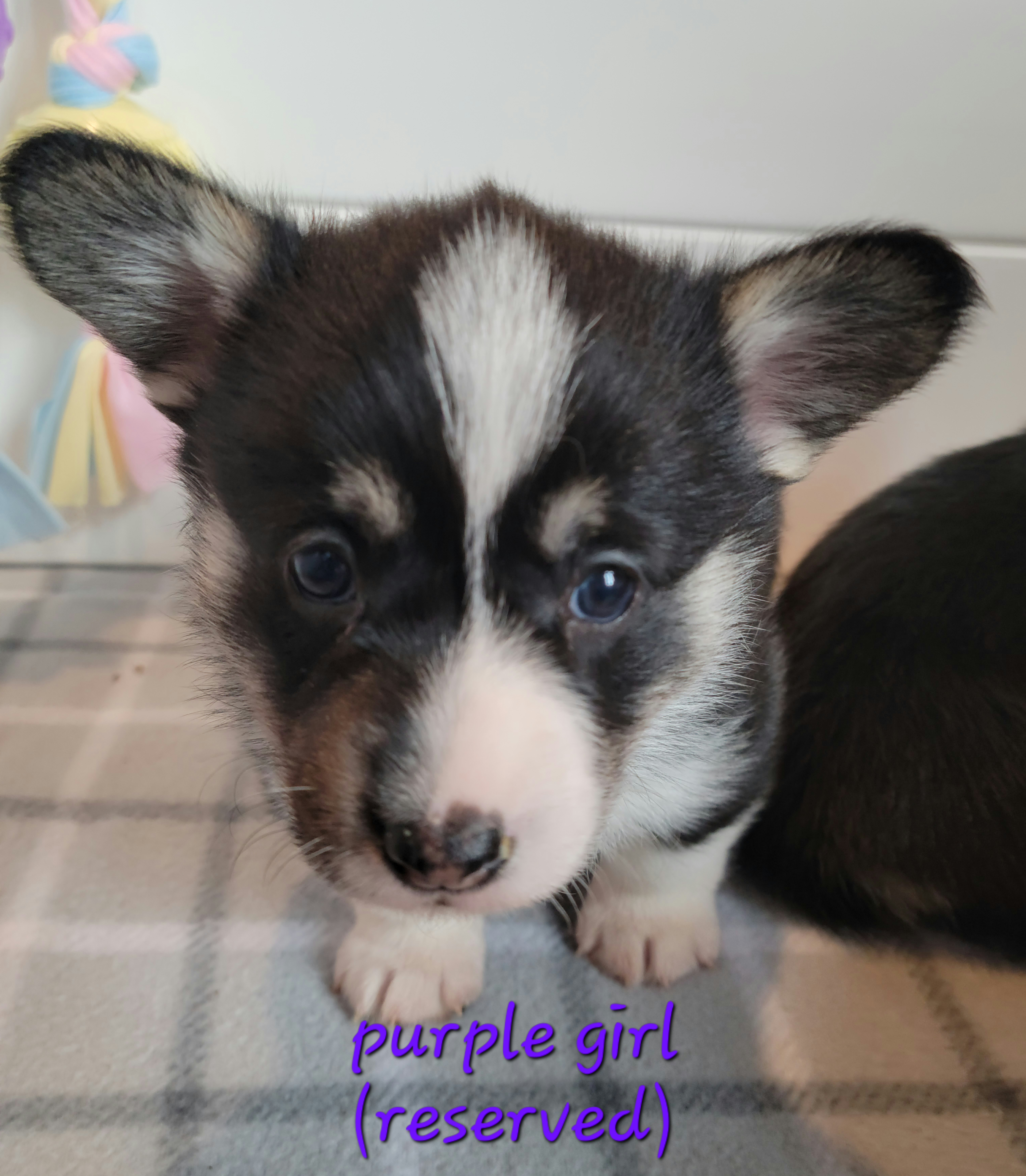 Pembroke Welsh Corgi Puppies from Montana Corgi Corral