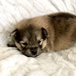 Pomeranian and Pomsky Puppies from Blueberry Poms and Pomskies