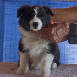 Girl 3 - Black female Border Collie puppy in Farmersville, Texas from Omegamtn Border Collies