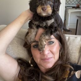 Australian Labradoodle Puppies from Berrybrook Doodles